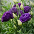 Eustoma | Lisianthus Eustoma Grandiflorum 2