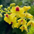 Redwood Flower Caesalpinia Echinata 2