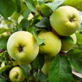 Jablko Malus domestica 2