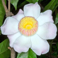 Gustavia Flower Gustavia Augusta 2