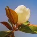 Magnólie Magnolia grandiflora (Magnoliaceae) 2