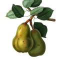 Williams Pear Pyrus Communis 'Williams' 2