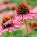 Purple Coneflower Echinacea Purpurea 2
