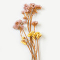 Chypre Notes 2