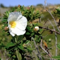 Labdanum Cistus ladanifer, Cistus creticus 2