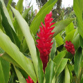 Alpinia Alpinia Purpurata 2