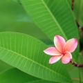 Plumérie Plumeria rubra (Apocyanaceae) 2