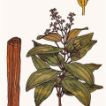 Cinnamaldehyde C9H8O 2
