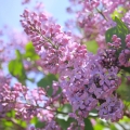 Šeřík Syringa vulgaris (Oleaceae) 2