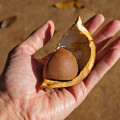 Andiroba Carapa Guianensis 2