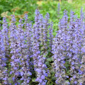 Blue Bugle Ajuga Reptans 2