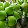 Coconut Tree Cocos Nucifera 2