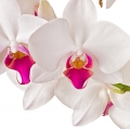 Orchidej (Orchidaceae) 2