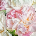 Pivoňka Paeonia (Paeoniaceae) 2