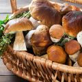 Cep Cèpes 2