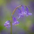 Bluebell Hyacinthoides Non-Scripta 2