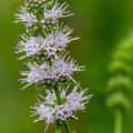 Spearmint Mentha spicata 2