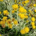 Senecio Senecio Filaginoides 2