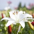 Lilie Lilium (Liliaceae) 2