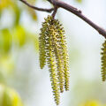 Macadamia Flower Macadamia Integrifolia Maiden & Betche 2