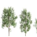 Lemon Myrtle Backhousia citriodora 2