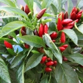Jamajský pepř Capsicum 2
