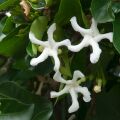 Pinwheel Flower Tabernaemontana 2