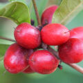 Miracle berry Synsepalum Dulcificum 2