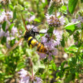 Pennyroyal Mentha Pulegium 2