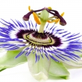 Mučenka Passiflora Edulis (Passifloraceae) 2