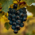 Cabernet Grape Vitis Vinifera 2