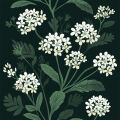 Sweet Alyssum Lobularia Maritima 2