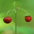 Lesní jahoda Fragaria Vesca (Rosaceae) 2