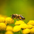 Western Honey Bee Apis Mellifera 2