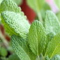 Šalvěj muškátová Salvia sclarea (Labiatae) 2