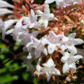 Abelia  2