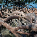 Mangrove Wood Rhizophora 2