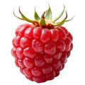 Raspberry leaf  2