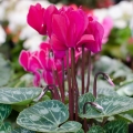 Brambořík Cyclamen 2