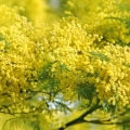 Mimóza Acacia Decurrens Var. Dealbata (Mimosaceae) 2