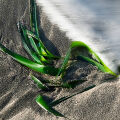 Posidonia Posidonia Oceanica 2