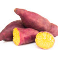 Sweet Potato Ipomoea Batatas 2
