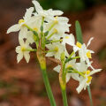 Jonquille Narcissus papyraceus 2