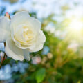 Alba Rose Rosa × Alba 2