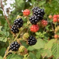 Ostružina (Genus Rubus, Family Rosaceae) 2