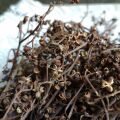 Ma-Kwaen Zanthoxylum Myriacanthum 2