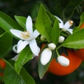 Neroli Citrus aurantium ssp. amara 2