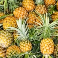 Ananas Ananas comosus 2