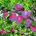 Švestka Prunus 2