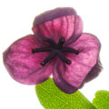 Akebia fruit Akebia quinata 2